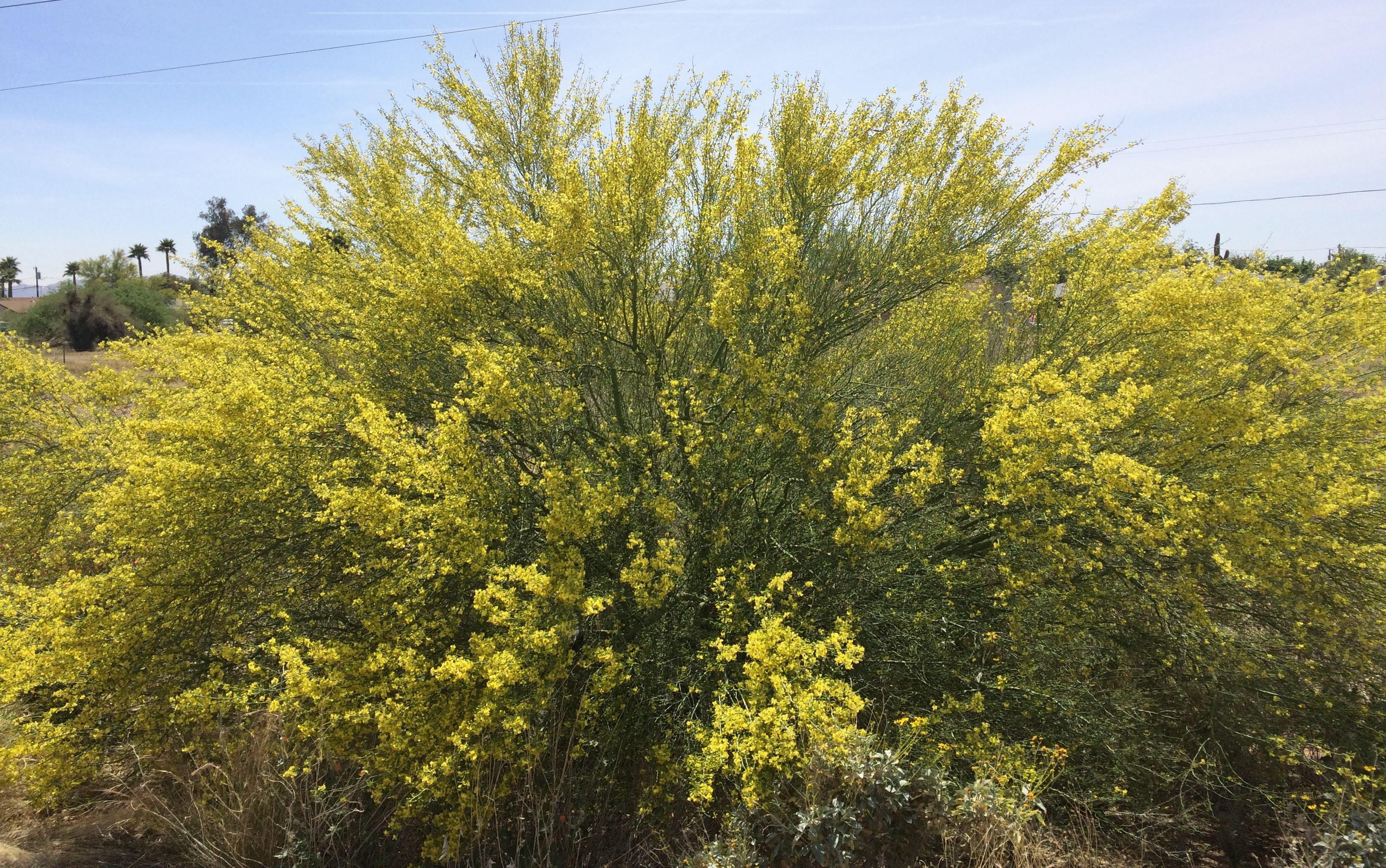 Palo Verde