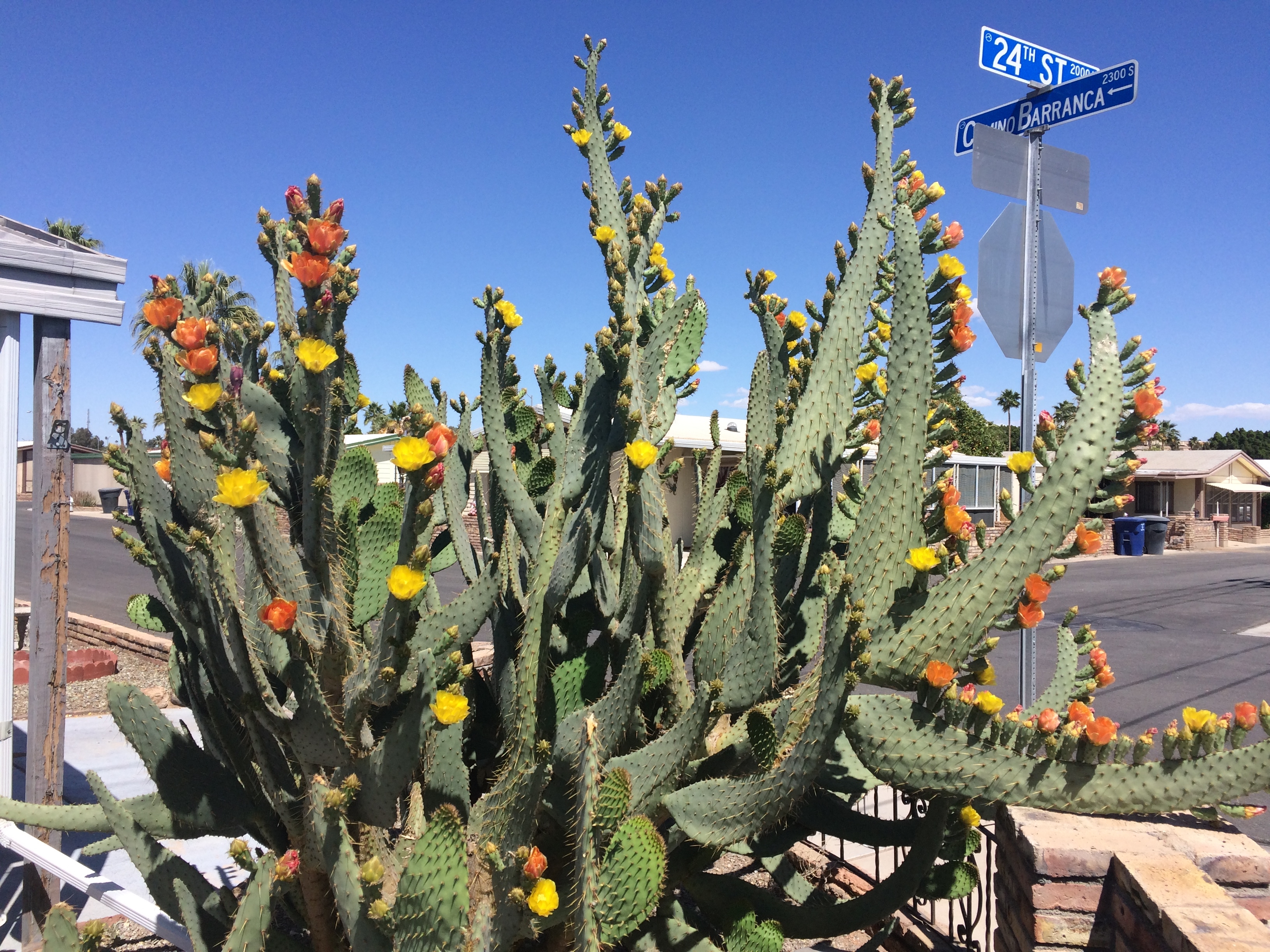 Yuma Neighborhood Beavertail