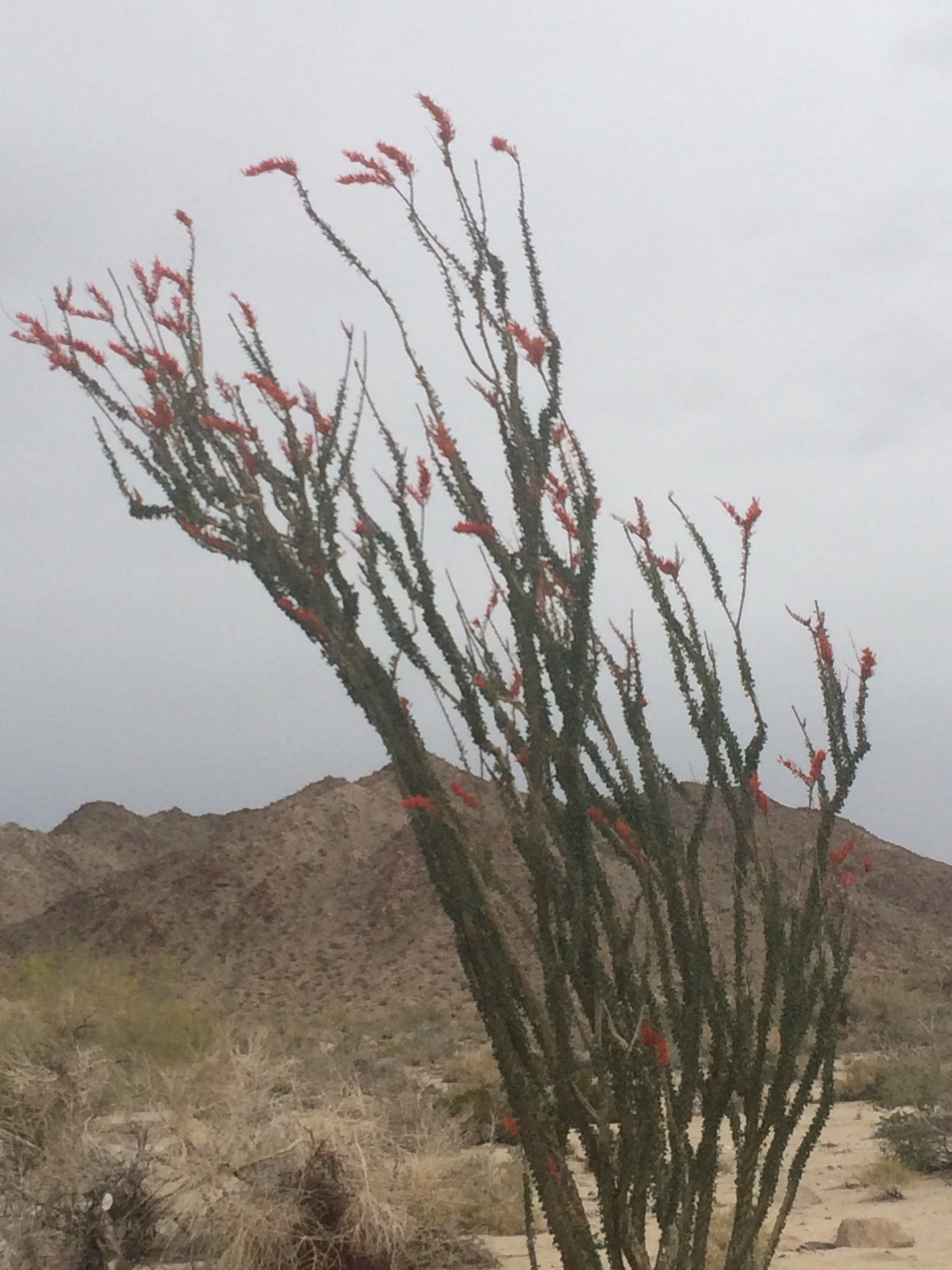 Ocotillo-my favorite cactus