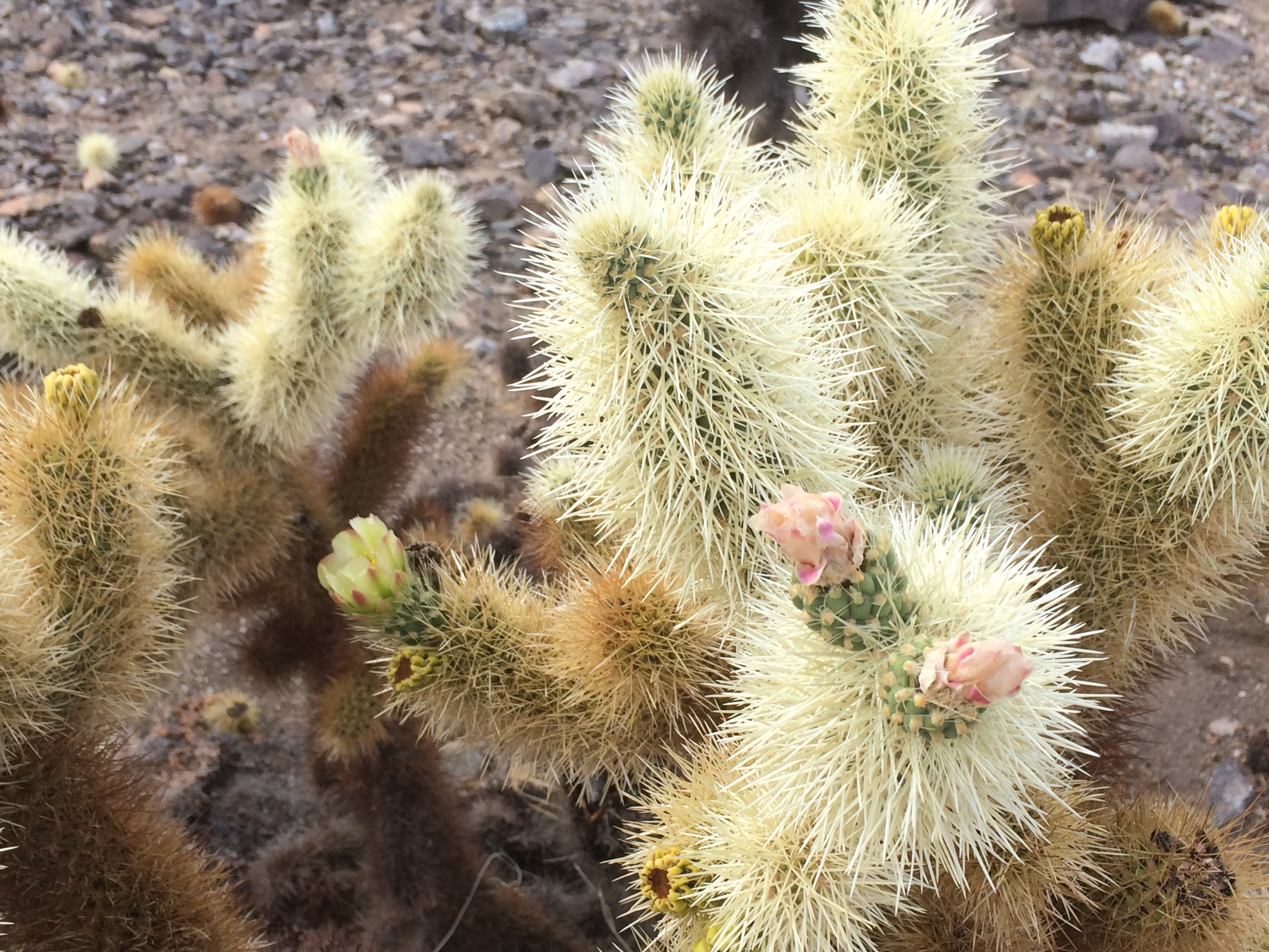 Cholla