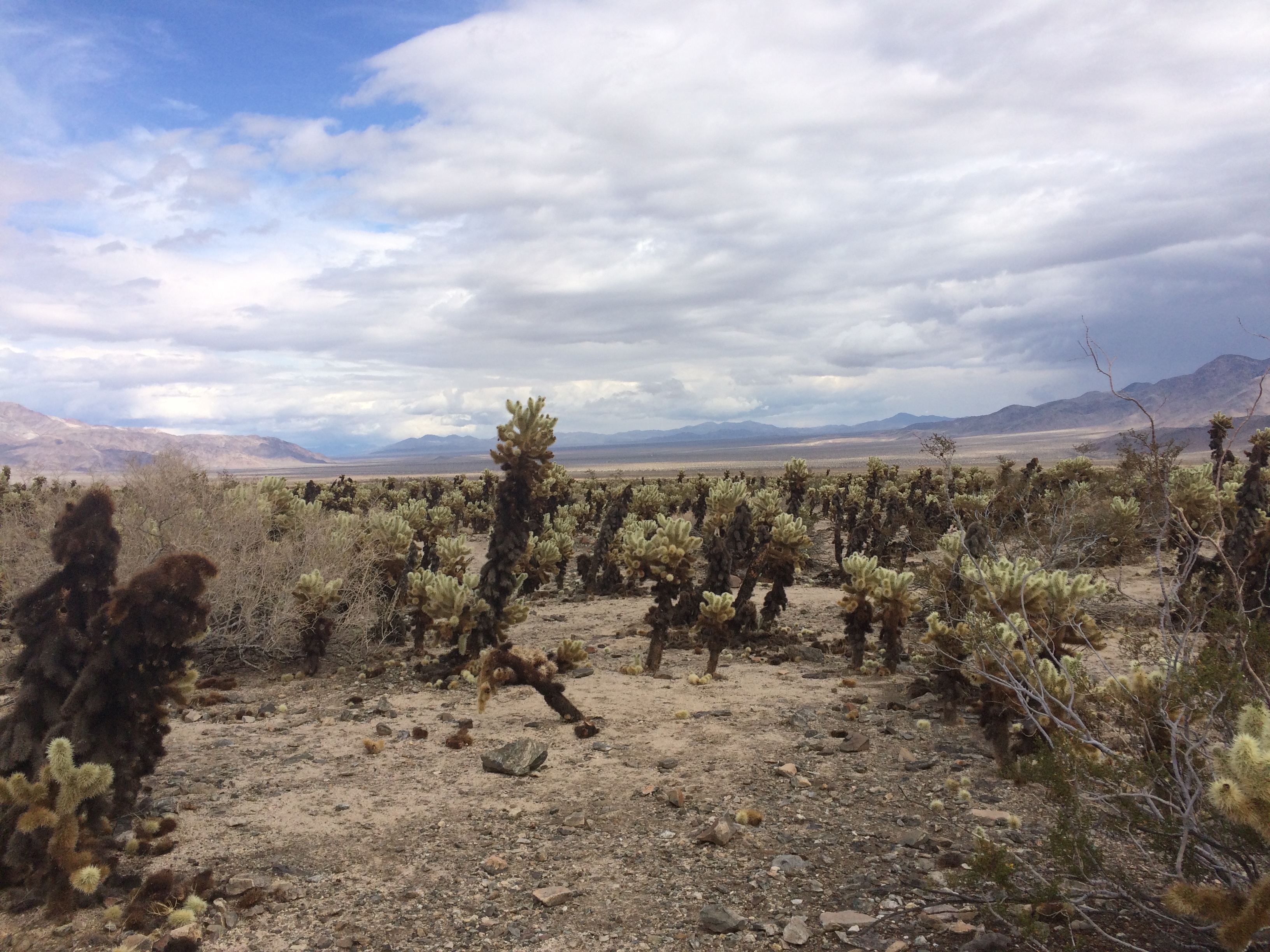 Cholla Garden, Joshua Tree NP