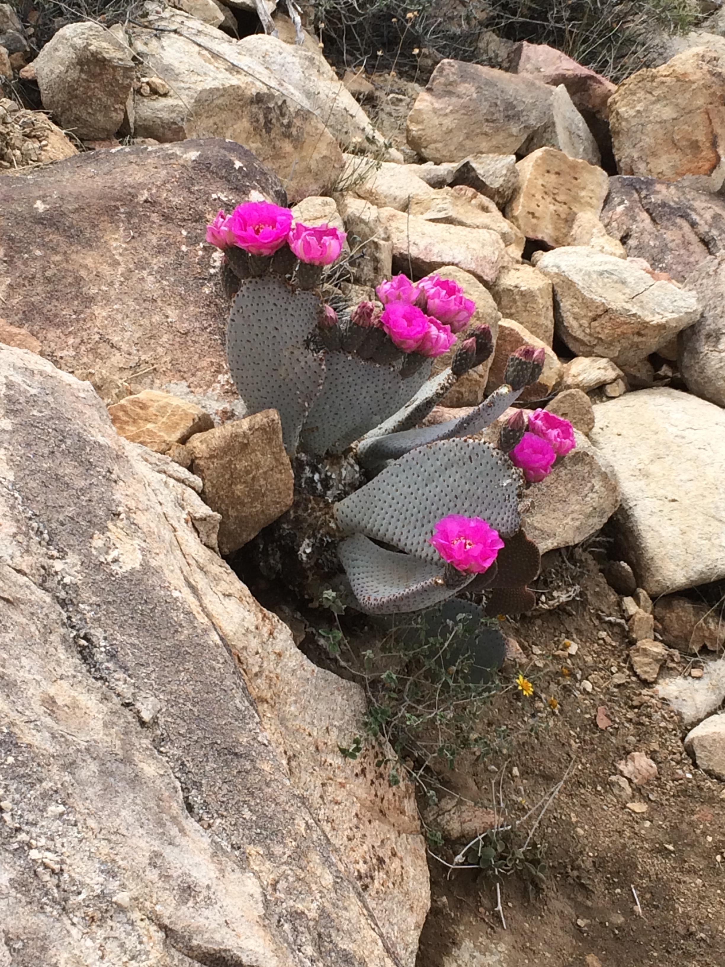 Prickly Pear