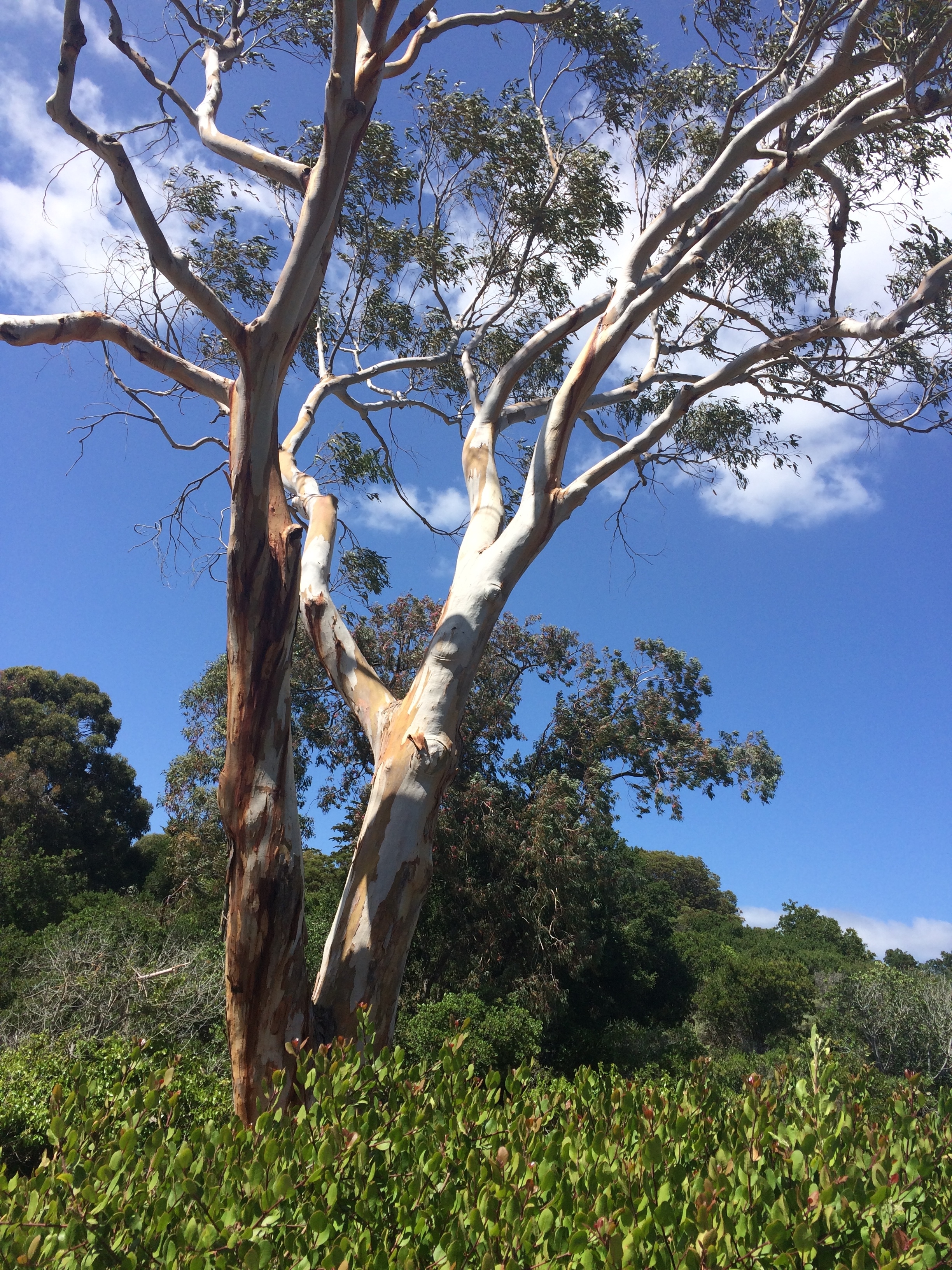 Eucalytus