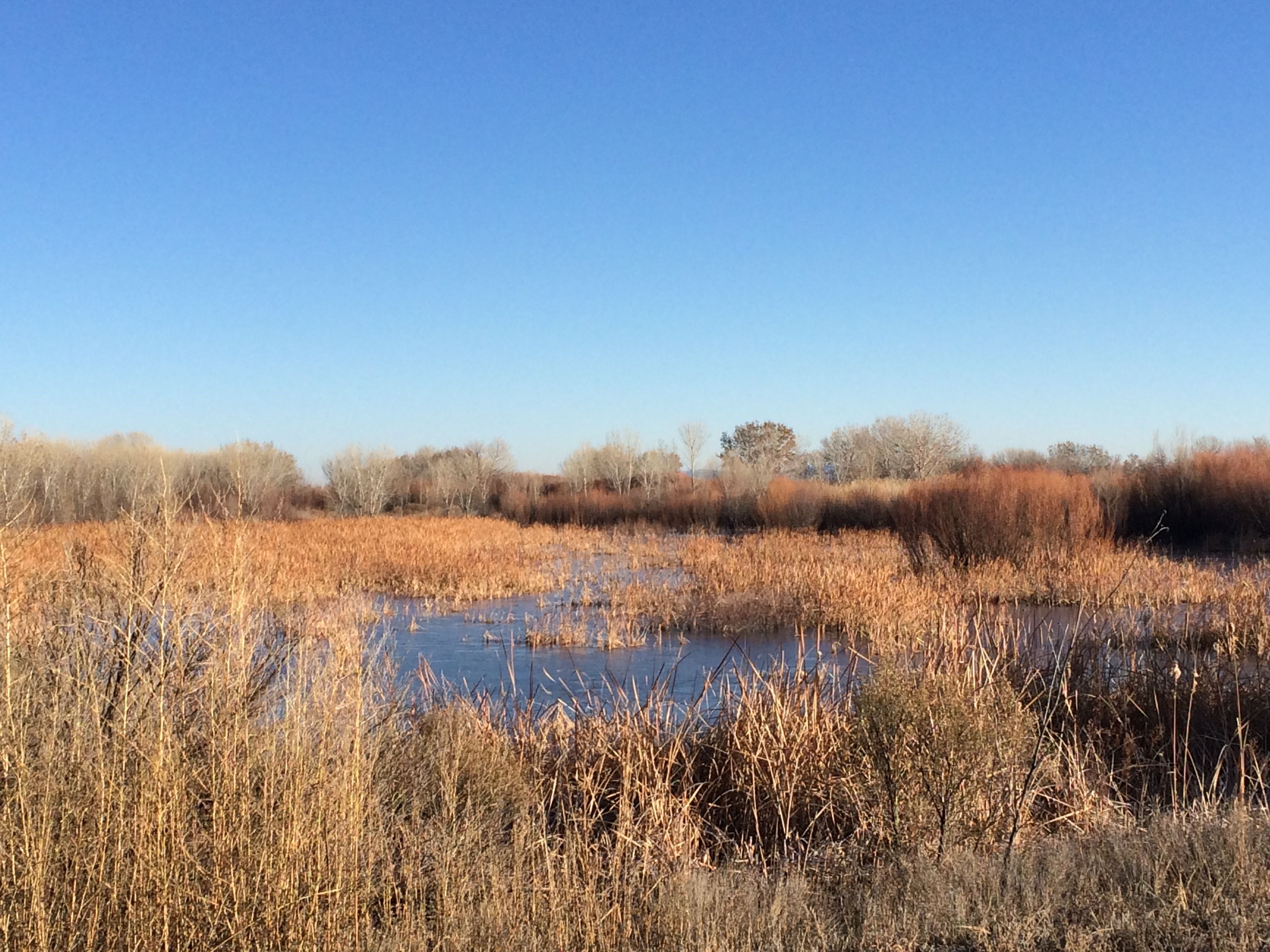 Bosque del Apache Wetlands