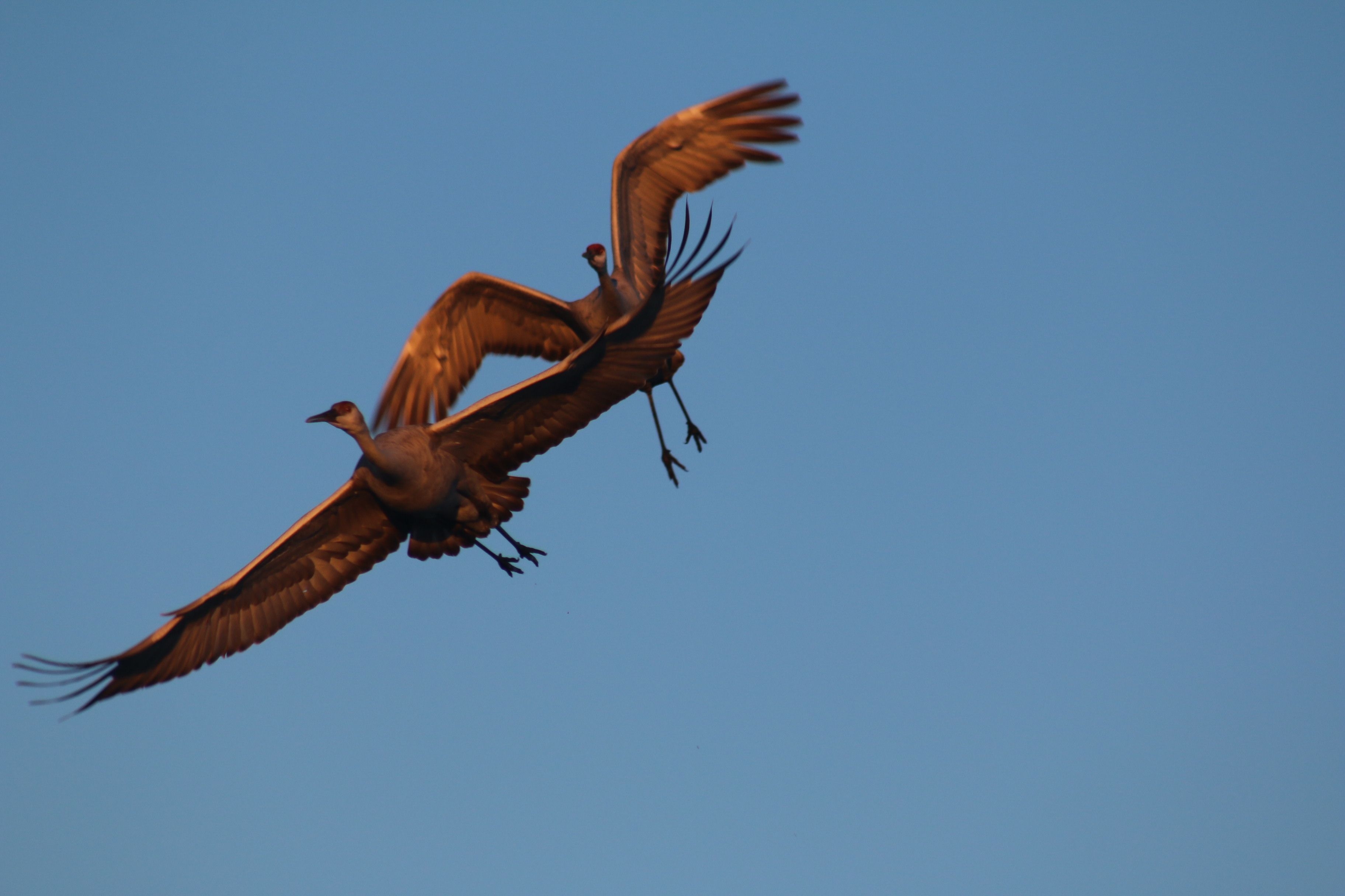 Crane Pair Flying at Dawn