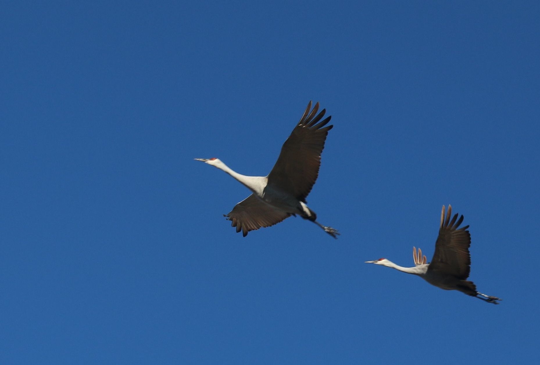 Crane Pair in Flight