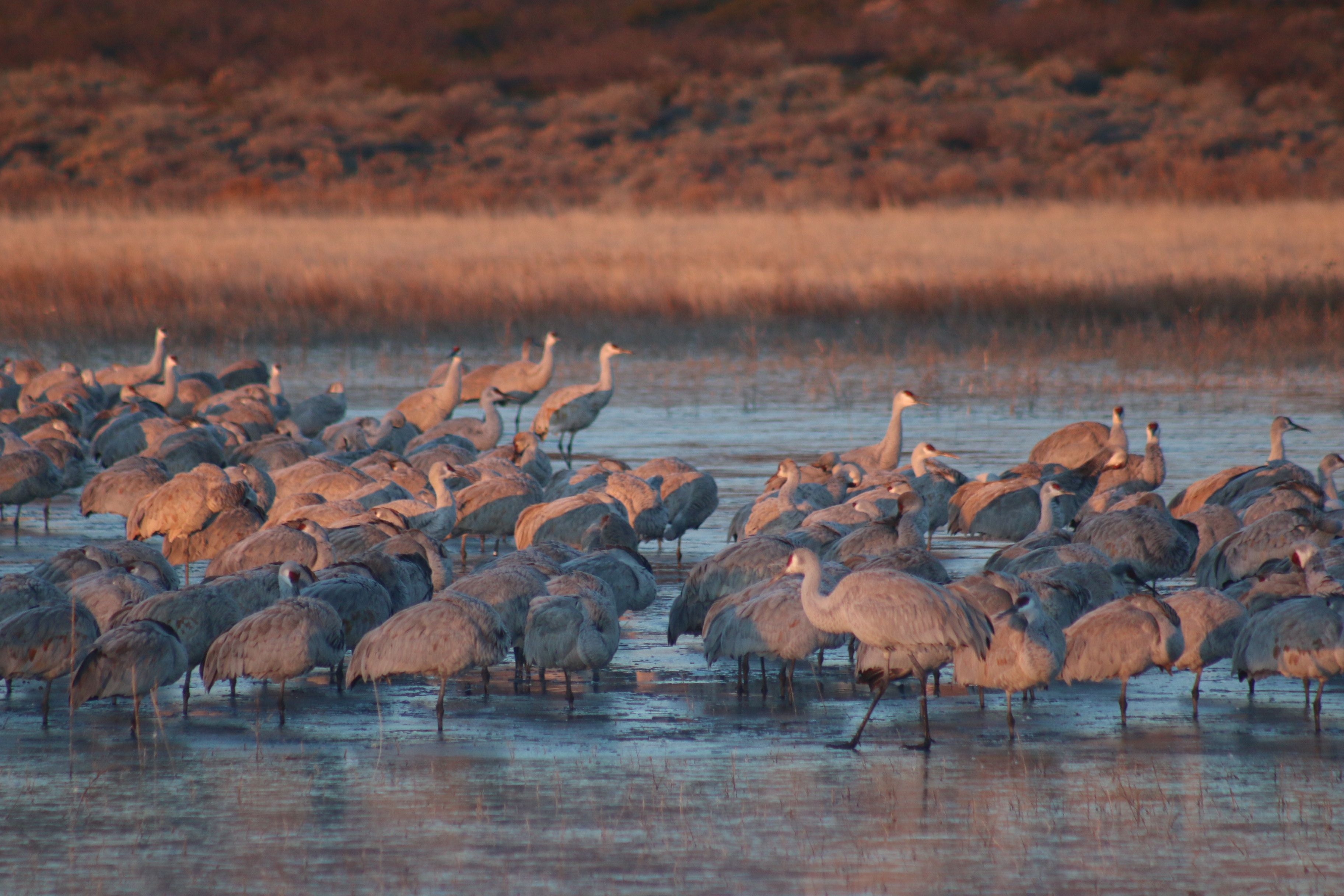 Cranes at Dawn