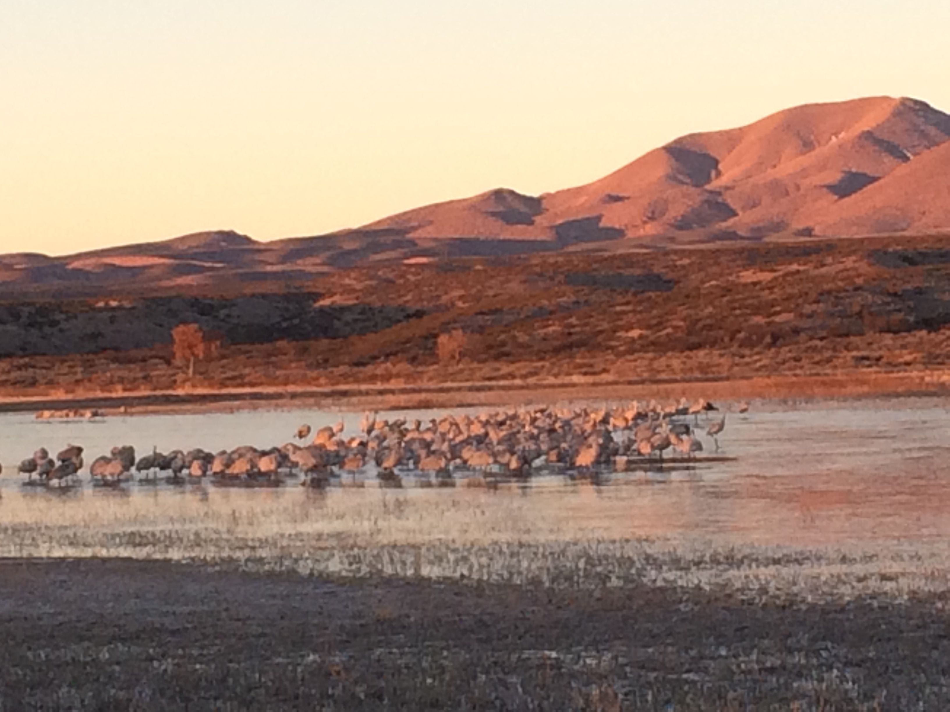 Dawn Gathering