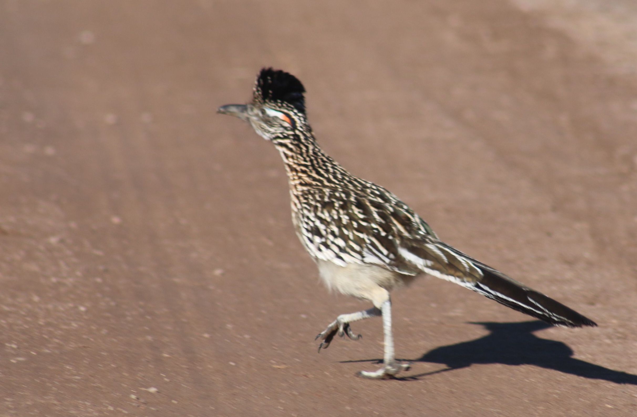 Road Runner