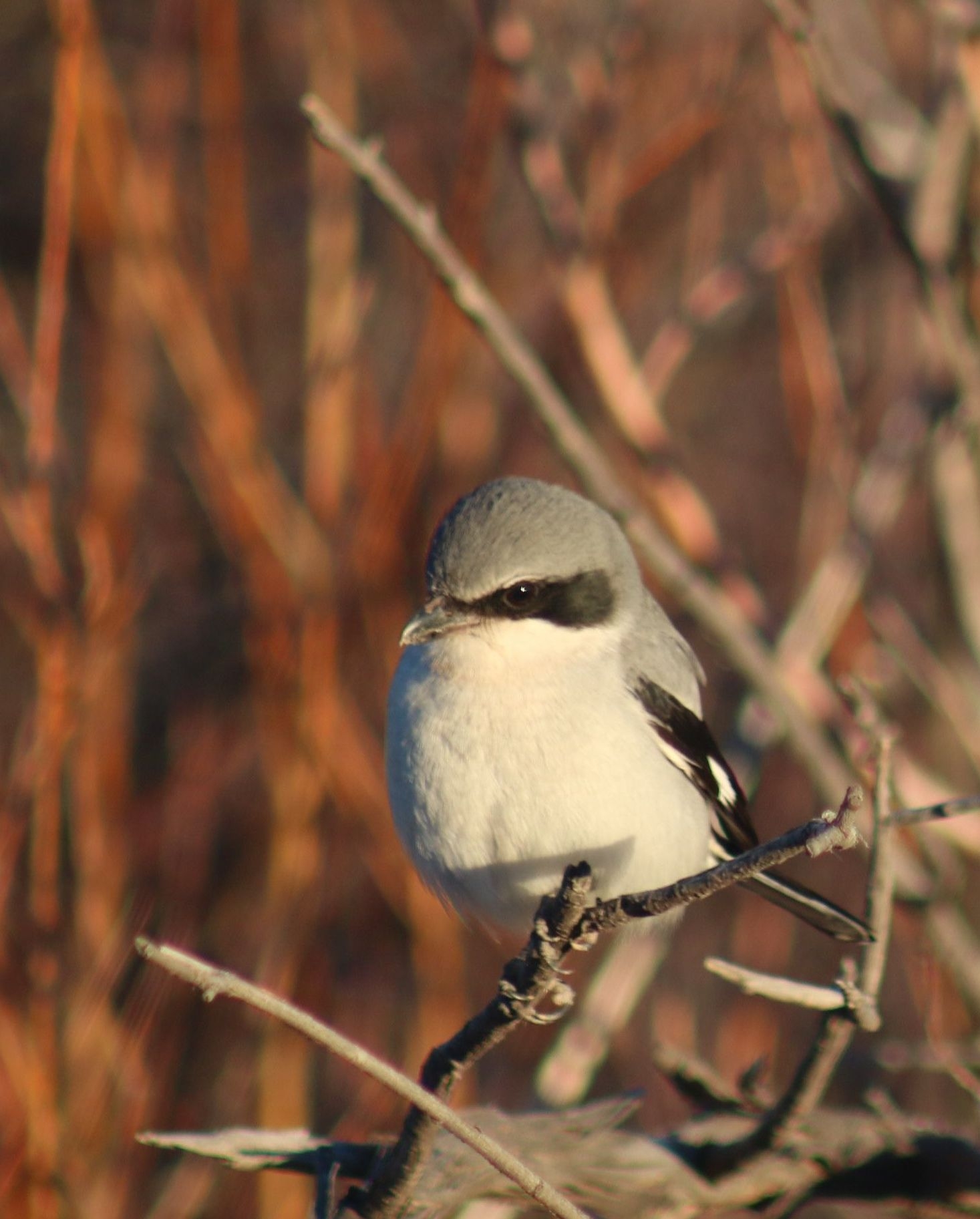 Shrike