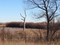 Bosque del Apache