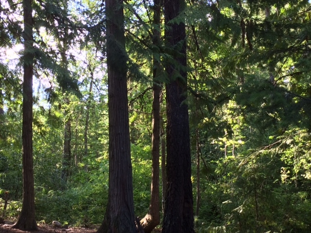 Forest in Idaho Panhandle