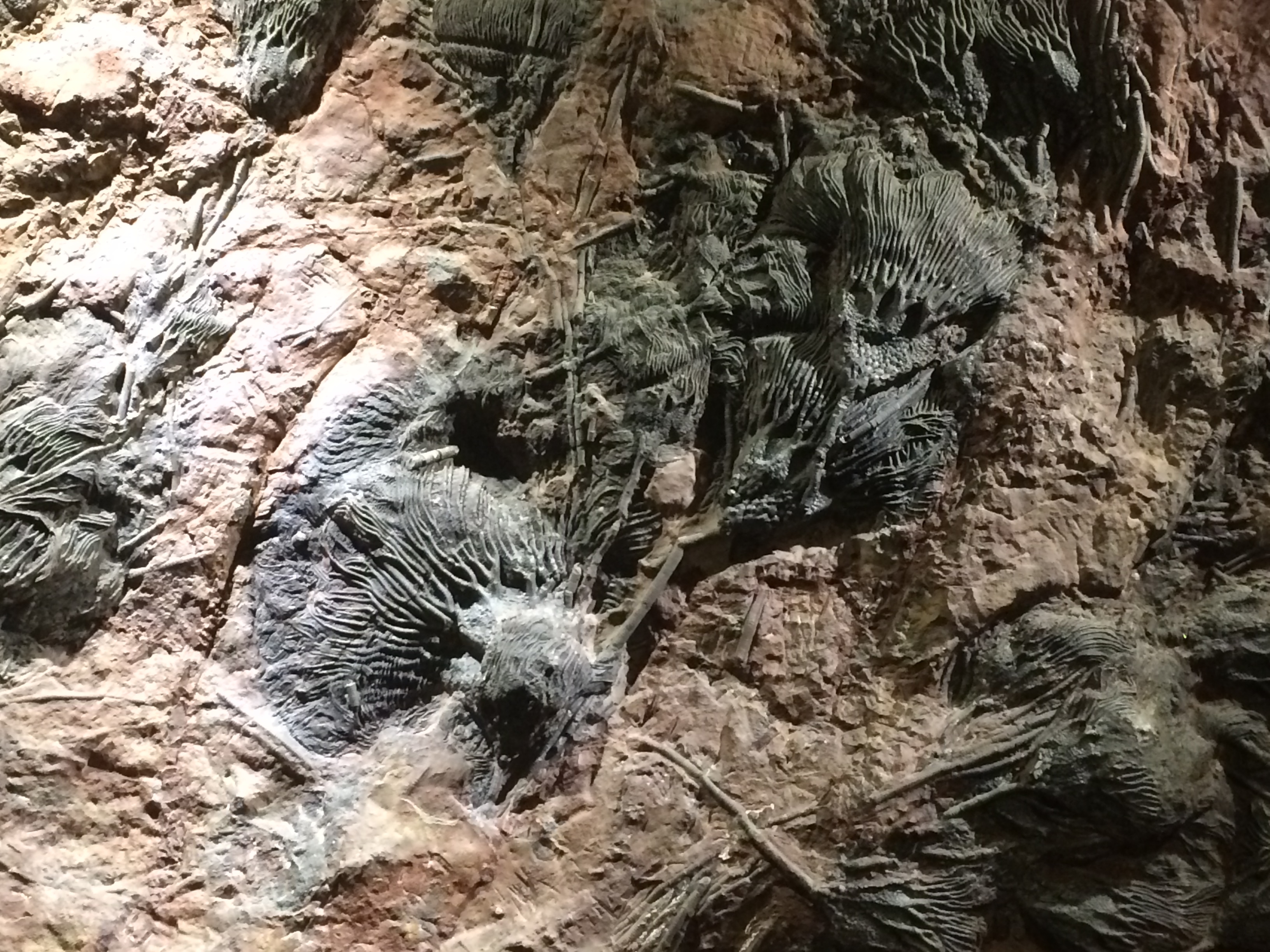 Crinoids at Zuhl Museum