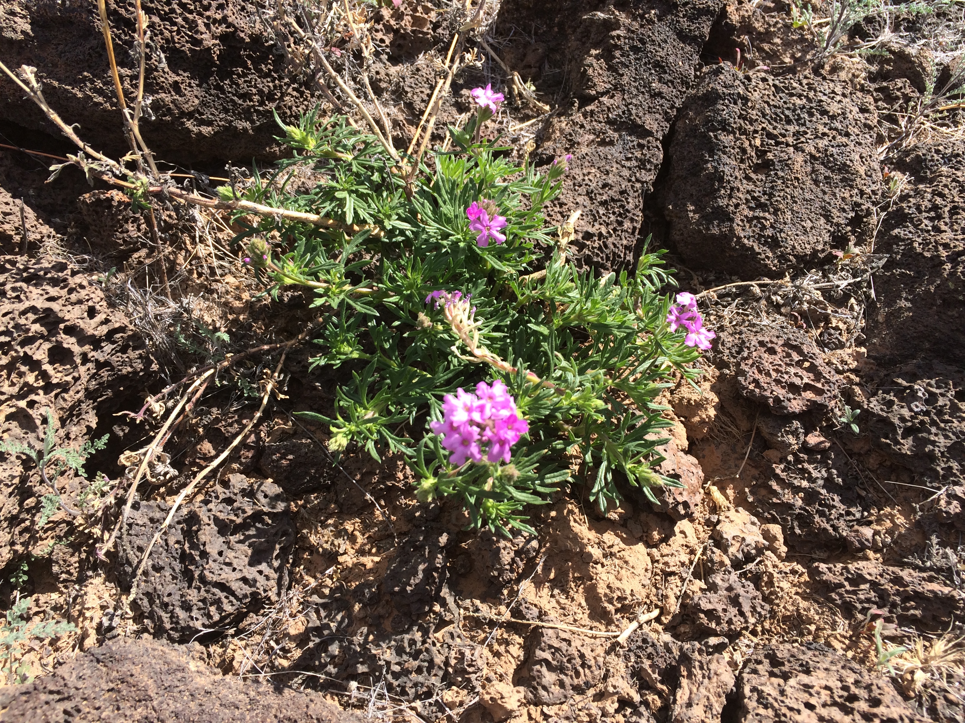 Desert Verbena