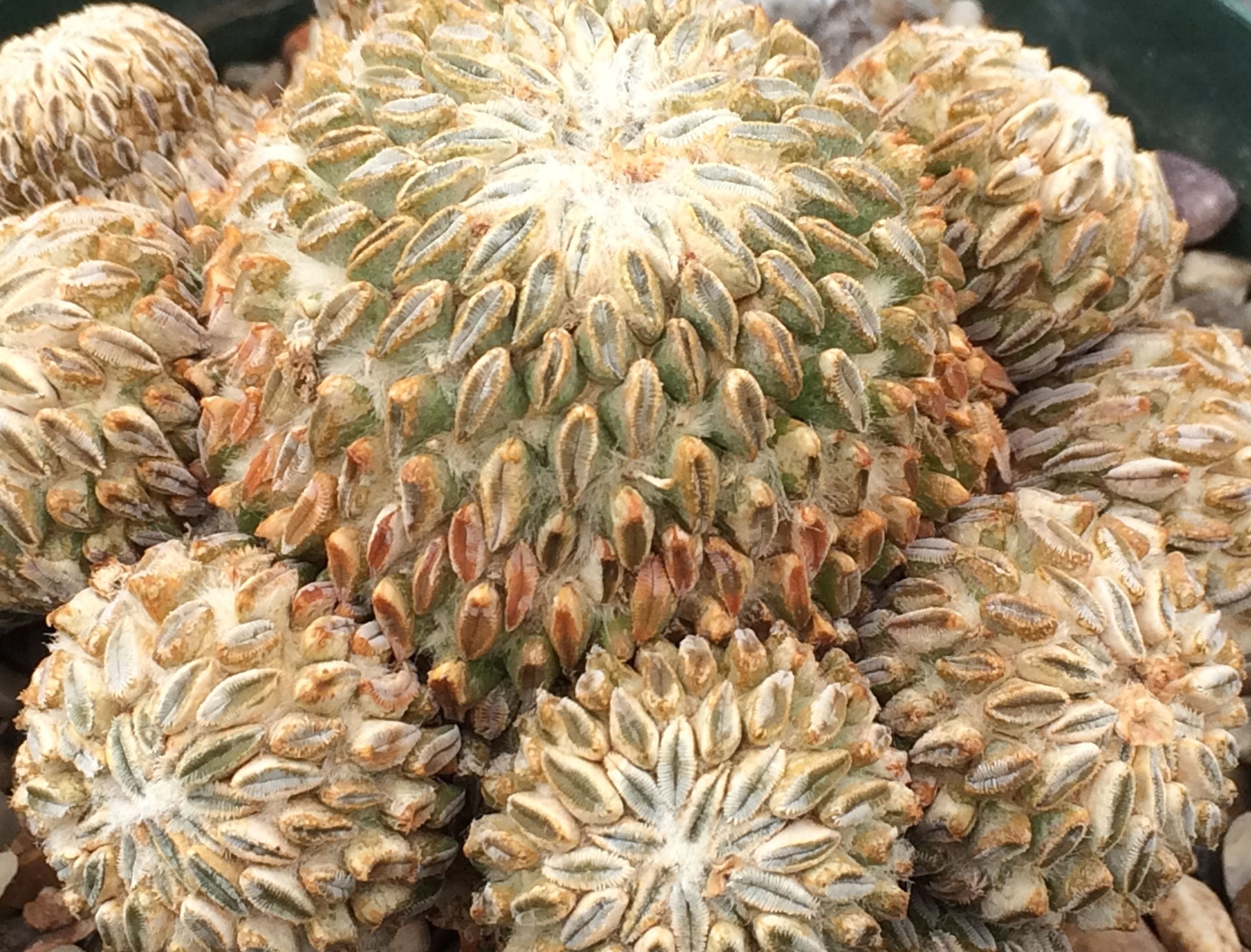 Cactus-4