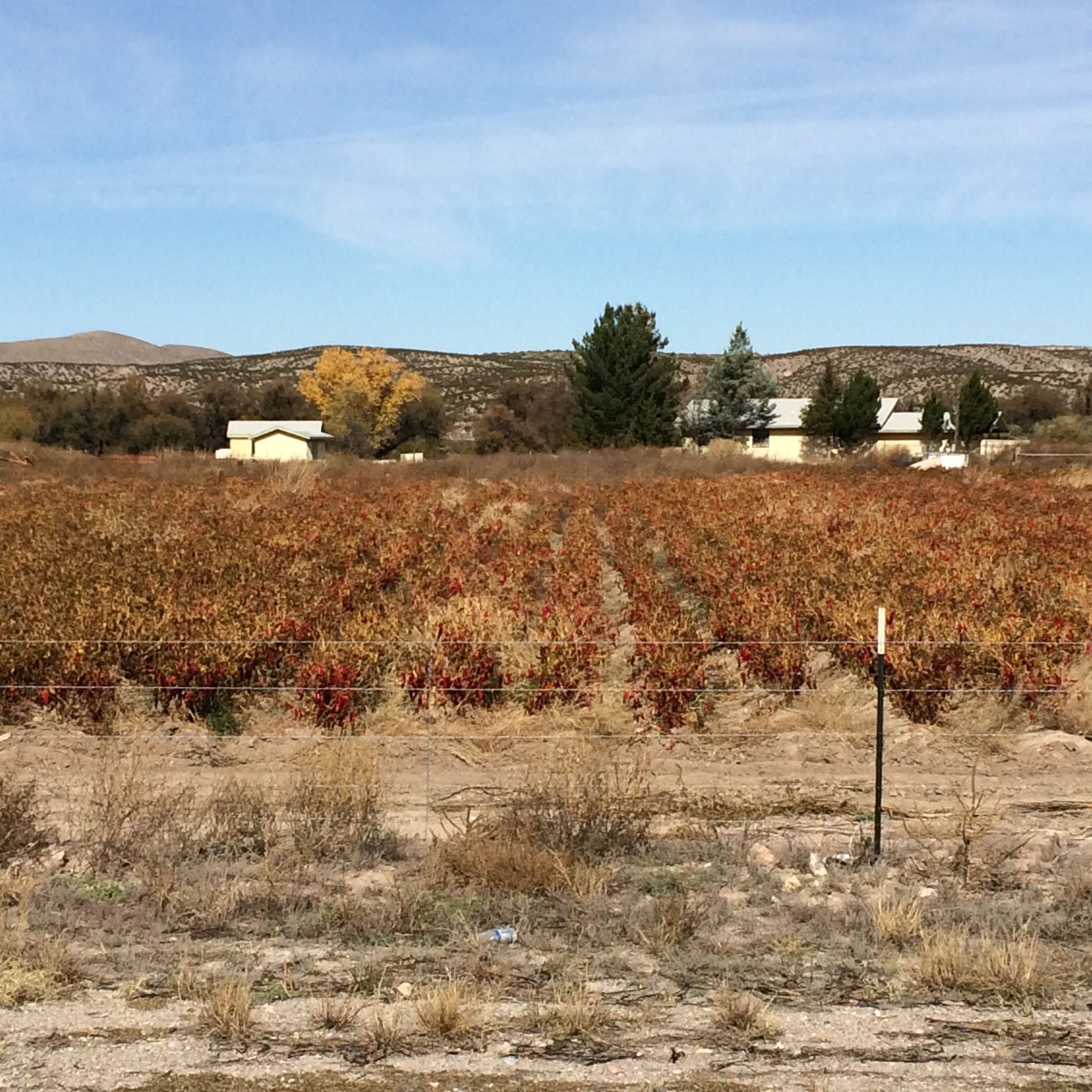 Chili Field