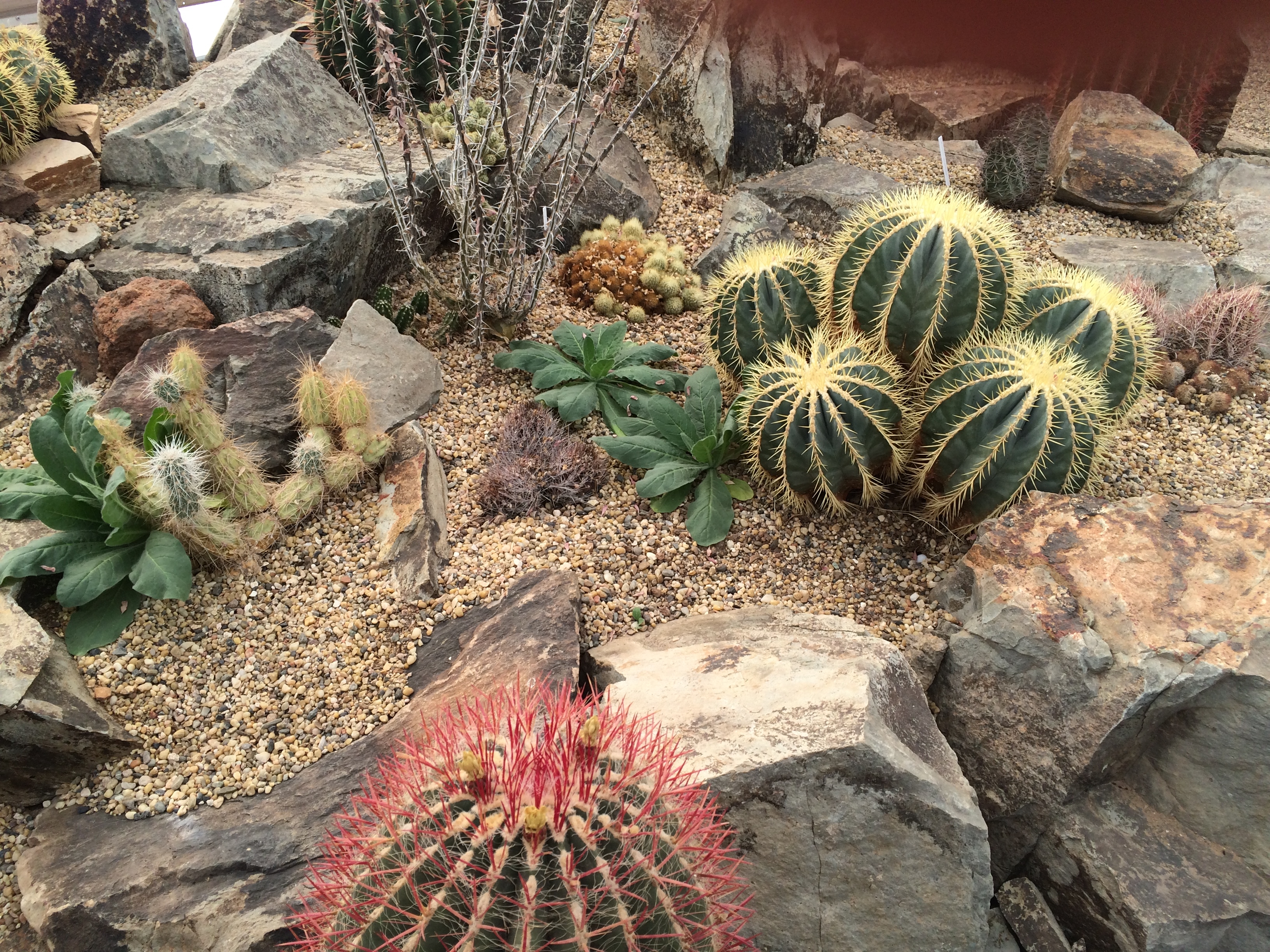 Chihuahua Desert Botanical Garden